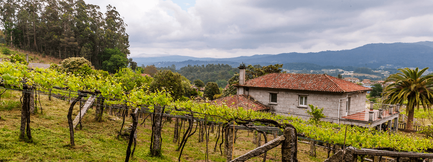 Vineyards and Winery of Bodegas Forjas del Salnes Leirana