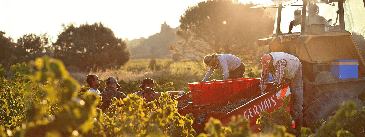 Roger Sabon harvesting grapes in the vineyards