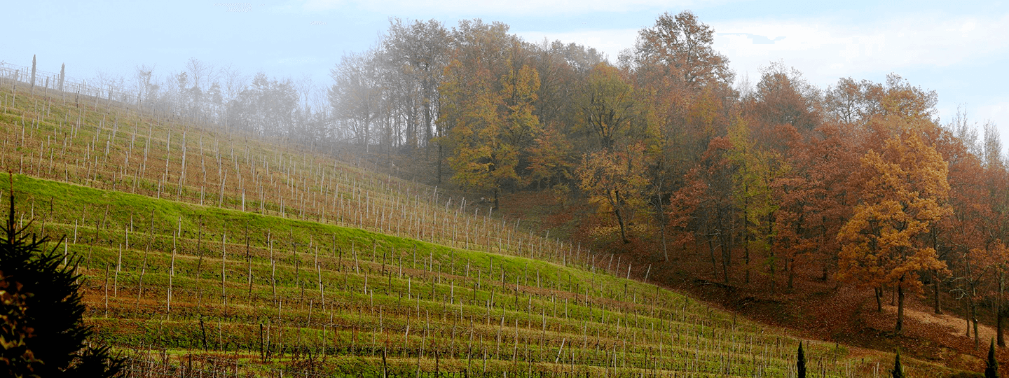 Ronco del Gnemiz's Vineyards under fog