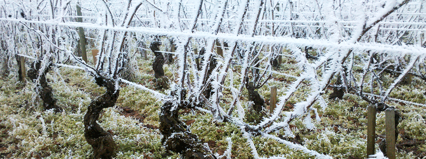Roty Vineyards in Winter