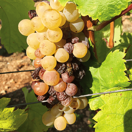 Royal Tokaji's grape cluster