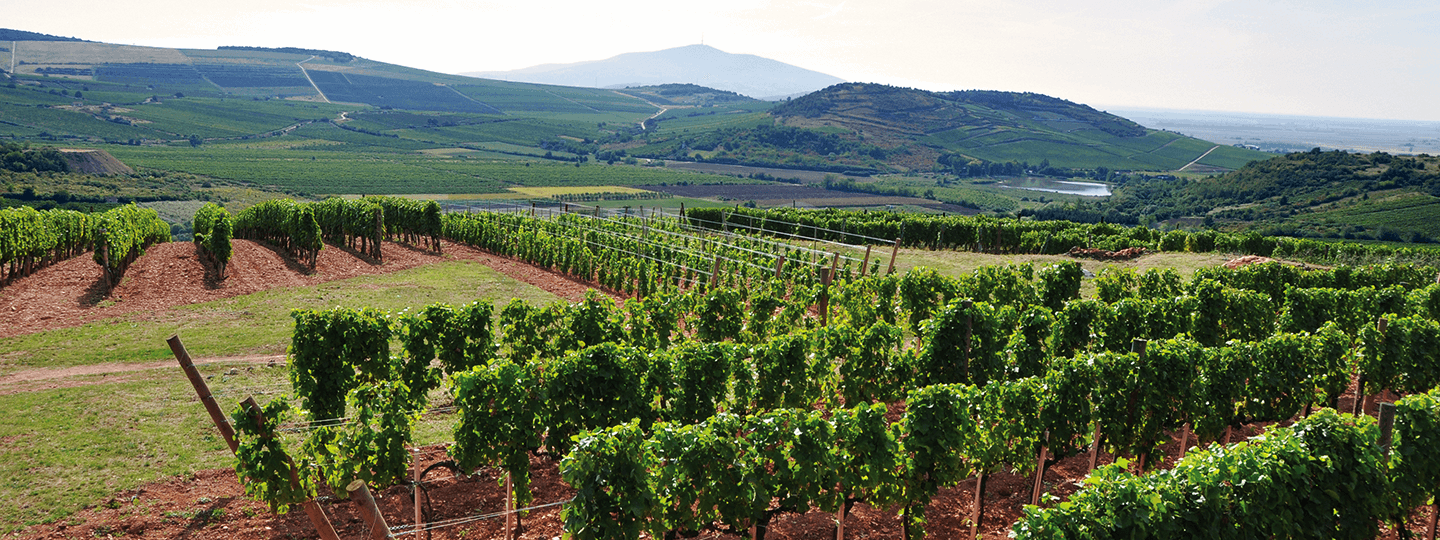 Royal Tokaji's vineyards panorama