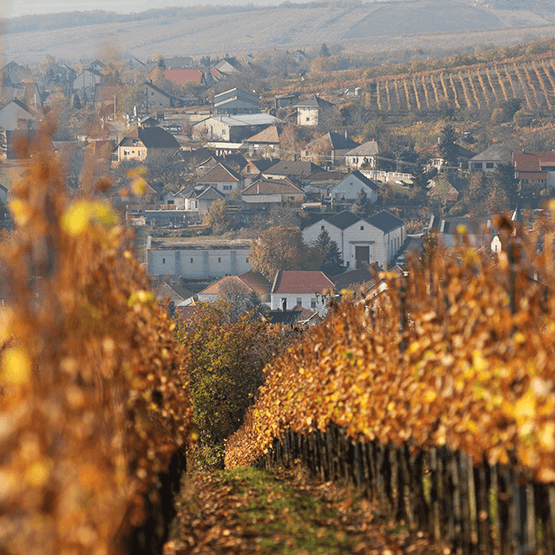 Royal Tokaji's vineyard in fall