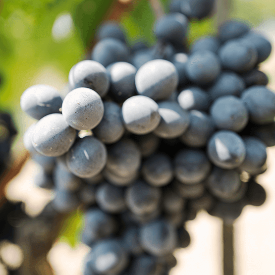Salicutti's grape cluster