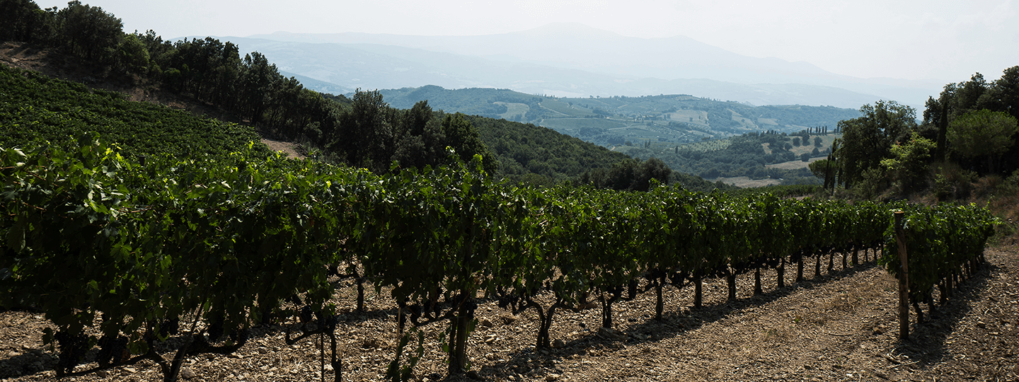 Salicutti's Vineyard Vines