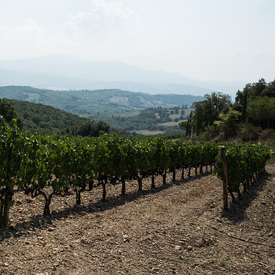 Salicutti's Vineyards