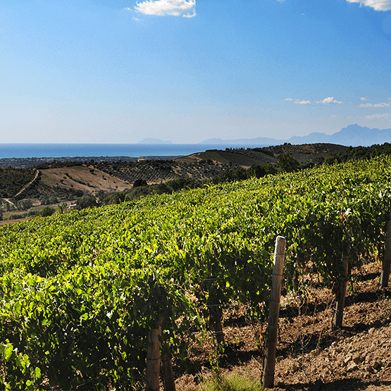 San Salvatore vineyard rows
