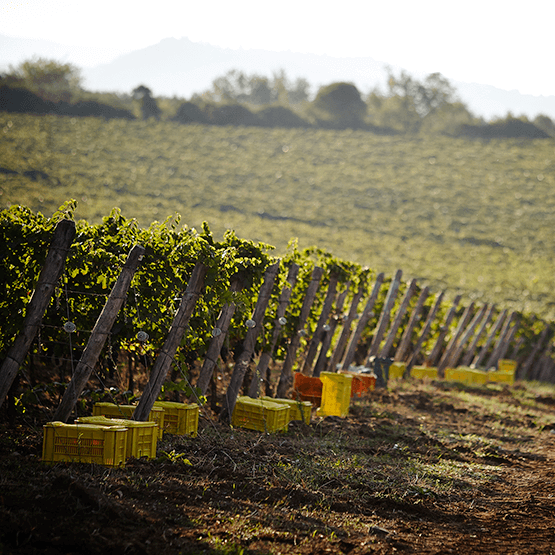 Harvest in the San Salvatore vineyards