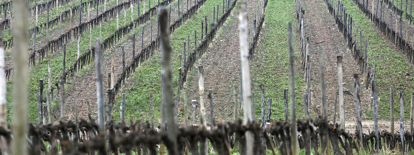 Stella di Campalto Vineyards