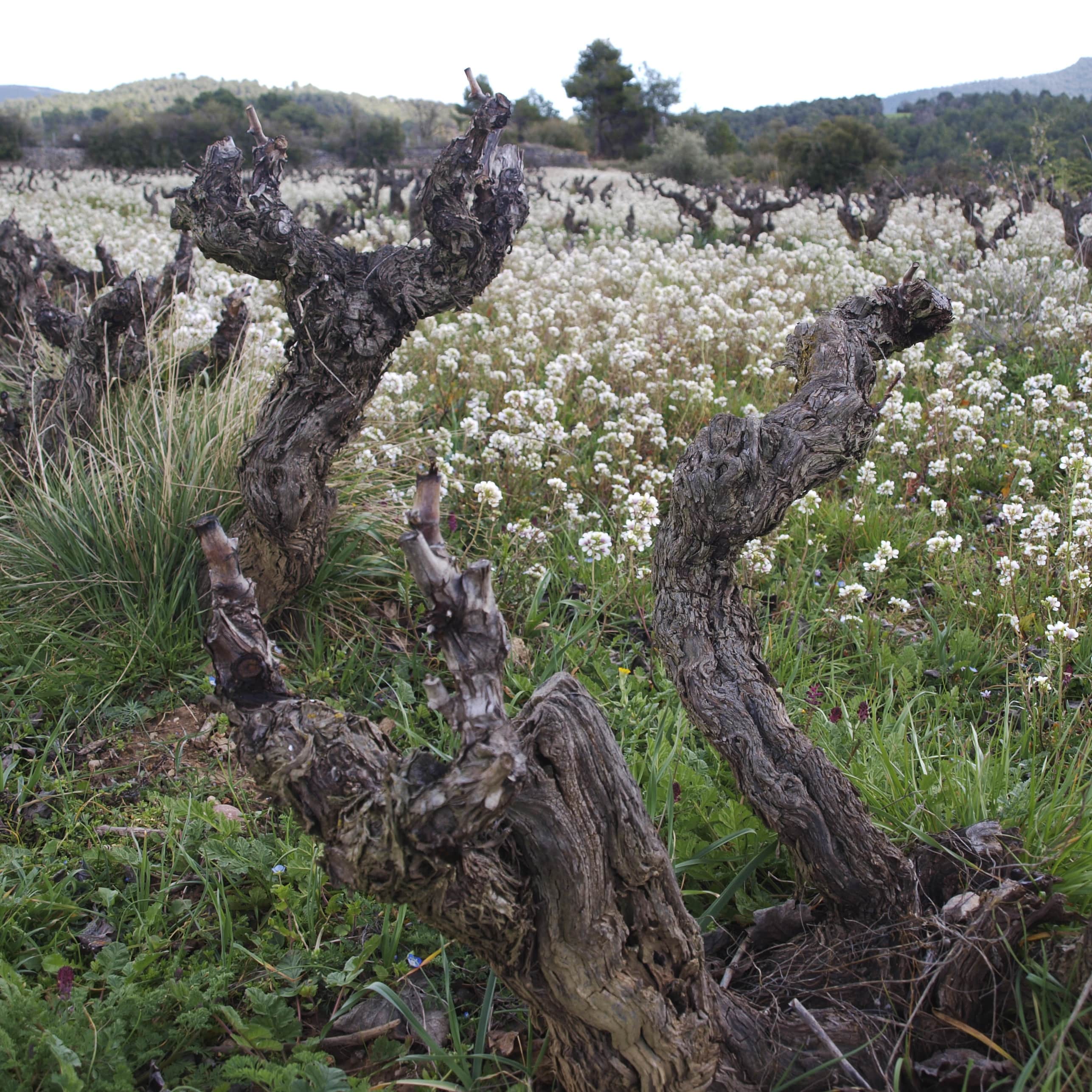 Succés Vinícola old vines