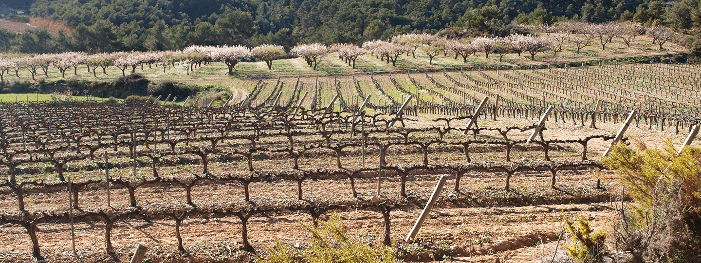 Succés Vinícola's vineyards