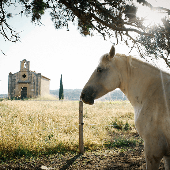 Sulauze's White Horse in Vineyard