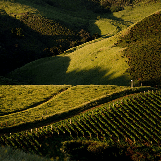 Talley Vineyards Landscape