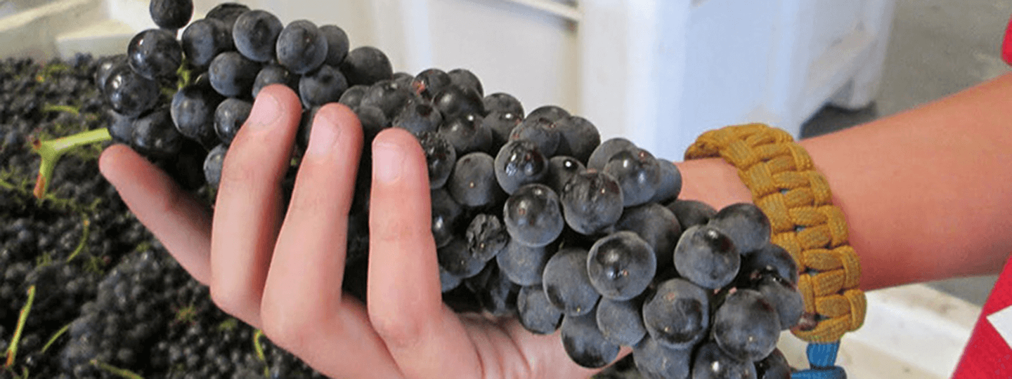 Joey Tensley's cluster of grapes in hand