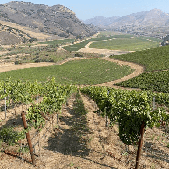 Joey Tensley's vineyards