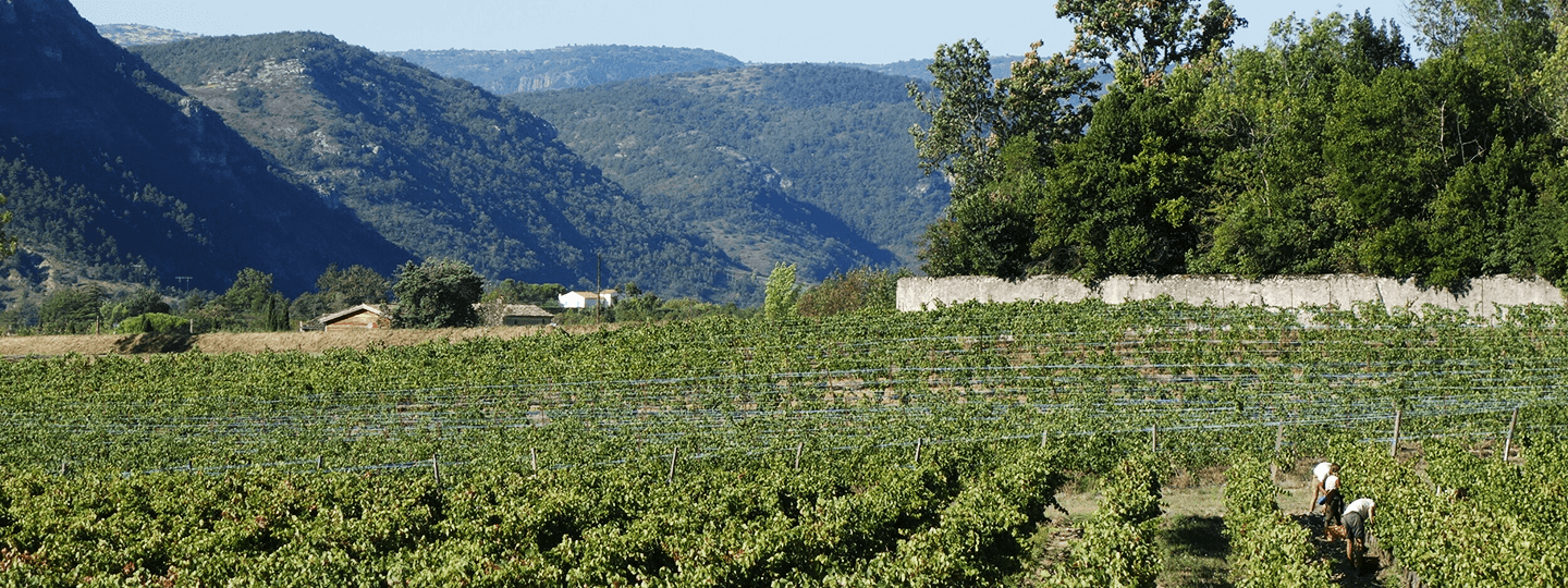 Eric Texier's Vineyards