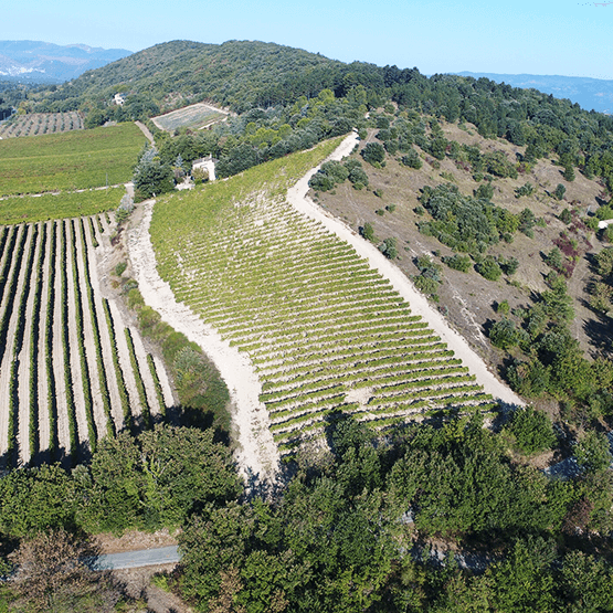 Eric Texier's Vineyard Panorama