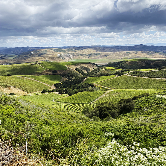 The Hilt panoramic vineyard view
