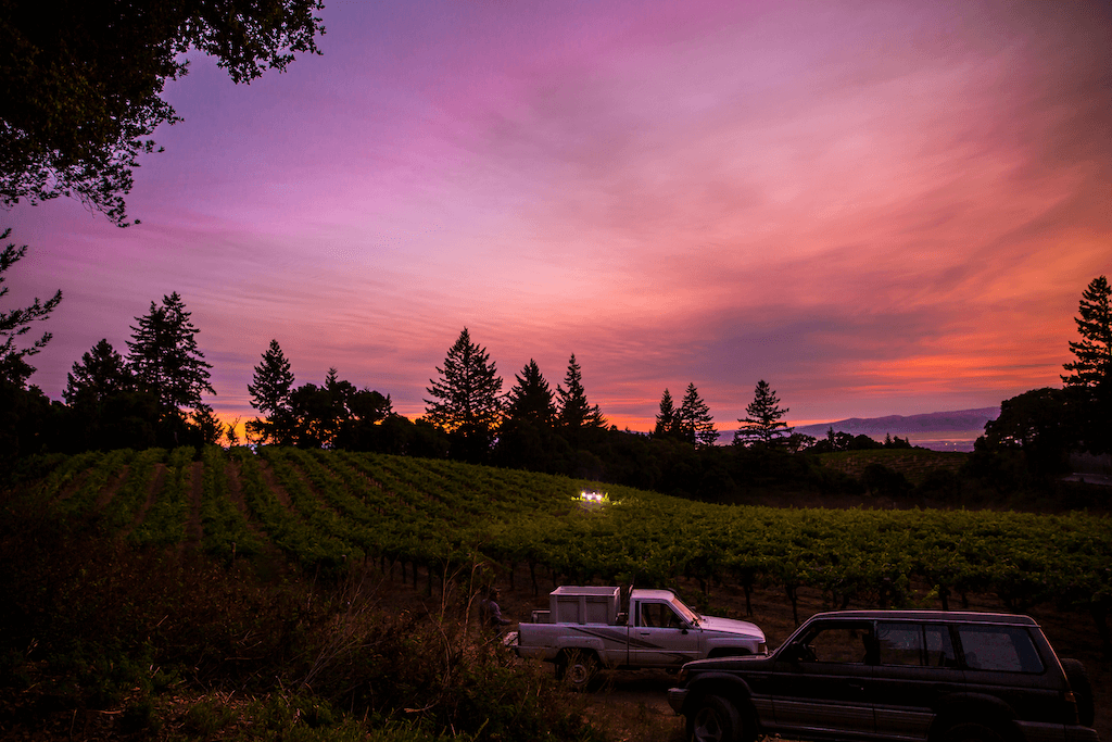 Thomas Fogarty's vineyards at sunset