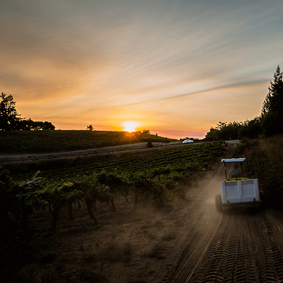 Thomas Fogarty truck in vineyard
