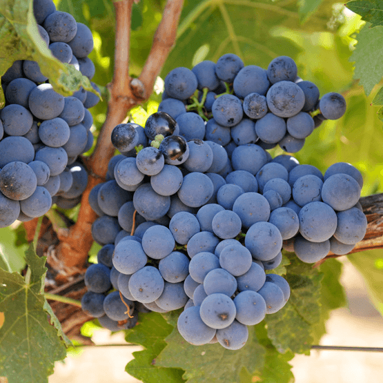Tinto Pesquera grape clusters