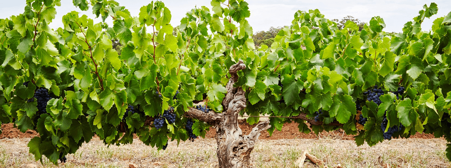 Torbreck's vines