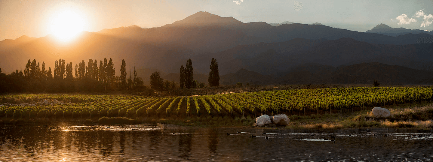 Trapiche vineyards at sunset