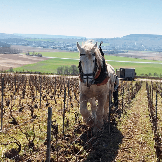Vineyard ploughing with horse at Vadin-Plateau