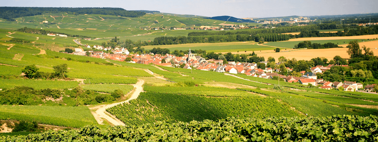 Panoramic view of Vadin-Plateau's Vineyards