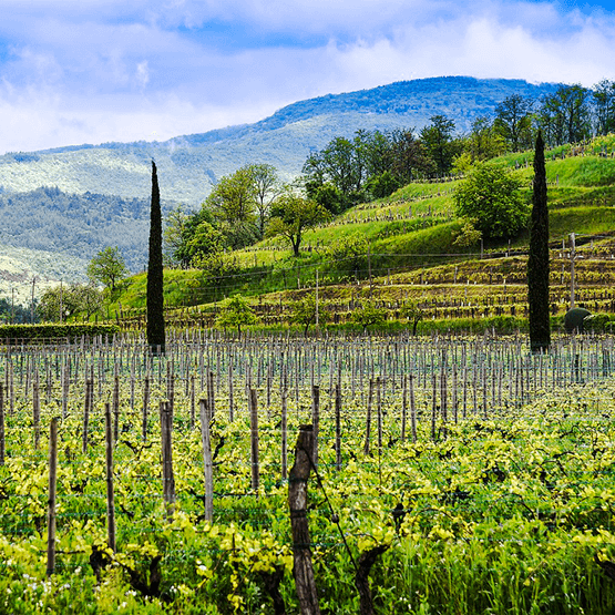 Venica's vineyard rows
