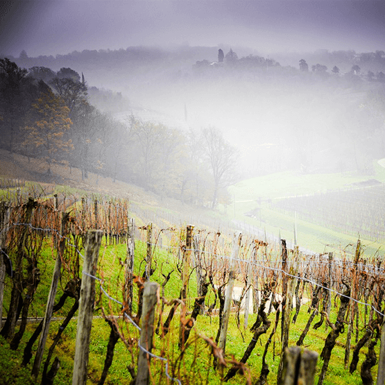 Venica's vineyards in fog