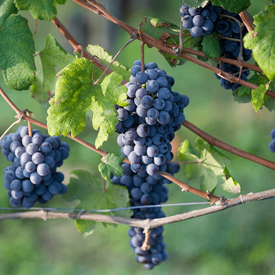Vietti's Grape Cluster on the Vine