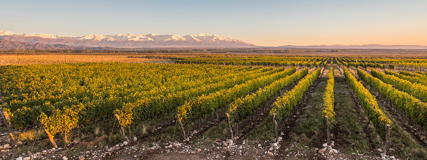 Viña Cobos winery vineyard in Lujan de Cuyo