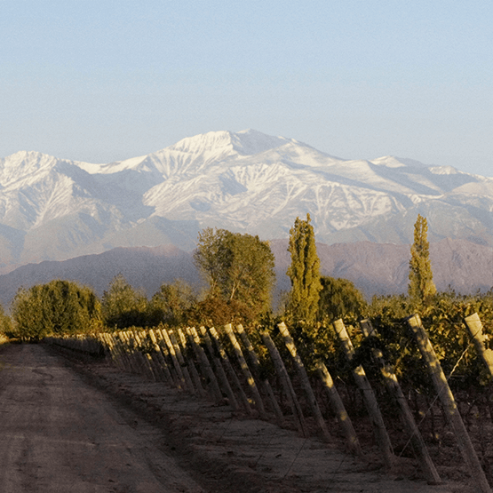 Viña Cobos vineyard in Lujan de Cuyo.