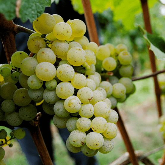 Von Winning's grape cluster